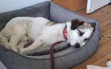 JOHANNES, Hund, Mischlingshund in Jesenwang - Bild 1