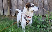 JOHANNES, Hund, Mischlingshund in Jesenwang - Bild 2
