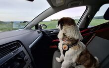 JOHANNES, Hund, Mischlingshund in Jesenwang - Bild 4