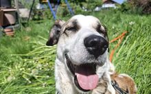 JOHANNES, Hund, Mischlingshund in Jesenwang - Bild 5