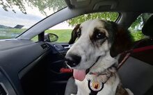 JOHANNES, Hund, Mischlingshund in Jesenwang - Bild 6