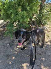 CUCU, Hund, Bretonischer Spaniel-Mix in Italien - Bild 1