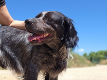 CUCU, Hund, Bretonischer Spaniel-Mix in Italien - Bild 2