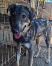 MILI, Hund, Herdenschutzhund-Mix in Kroatien - Bild 18