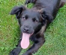 LUCY, Hund, Flat Coated Retriever-Mix in Slowakische Republik - Bild 1