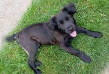 LUCY, Hund, Flat Coated Retriever-Mix in Slowakische Republik - Bild 2