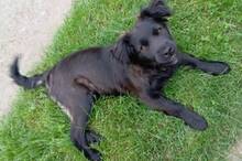 LUCY, Hund, Flat Coated Retriever-Mix in Slowakische Republik - Bild 3