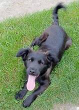 LUCY, Hund, Flat Coated Retriever-Mix in Slowakische Republik - Bild 4