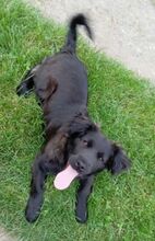 LUCY, Hund, Flat Coated Retriever-Mix in Slowakische Republik - Bild 5
