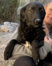COCO, Hund, Mischlingshund in Kroatien - Bild 1