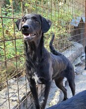 COCO, Hund, Mischlingshund in Kroatien - Bild 5