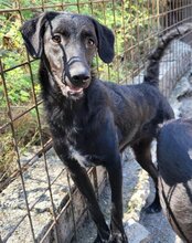COCO, Hund, Mischlingshund in Kroatien - Bild 6