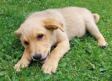 DITA, Hund, Mischlingshund in Slowakische Republik - Bild 3