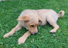 DITA, Hund, Mischlingshund in Slowakische Republik - Bild 5