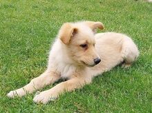 DARA, Hund, Mischlingshund in Slowakische Republik - Bild 3