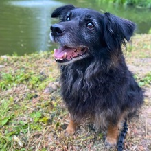 MOGLI, Hund, Mischlingshund in Bad Nauheim - Bild 1
