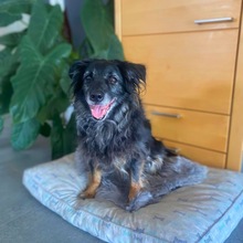MOGLI, Hund, Mischlingshund in Bad Nauheim - Bild 2