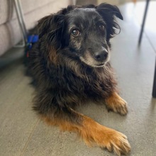 MOGLI, Hund, Mischlingshund in Bad Nauheim - Bild 3