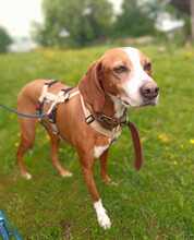KIONA, Hund, Mischlingshund in Grebenau - Bild 1