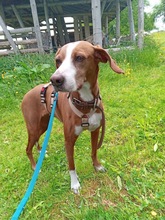KIONA, Hund, Mischlingshund in Grebenau - Bild 2