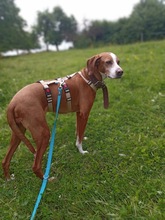 KIONA, Hund, Mischlingshund in Grebenau - Bild 3