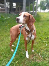 KIONA, Hund, Mischlingshund in Grebenau - Bild 4