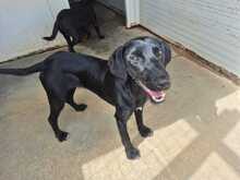 NERINA, Hund, Mischlingshund in Italien - Bild 2