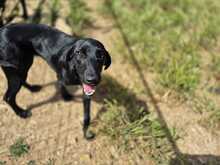 NERINA, Hund, Mischlingshund in Italien - Bild 3