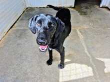 NERINA, Hund, Mischlingshund in Italien - Bild 6