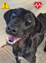 NERINA, Hund, Mischlingshund in Bobenheim am Berg