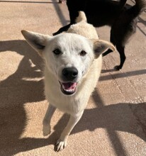 CLEMENS, Hund, Mischlingshund in Italien - Bild 1