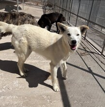 CLEMENS, Hund, Mischlingshund in Italien - Bild 2