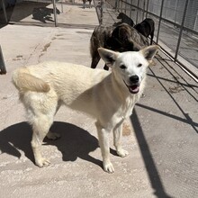 CLEMENS, Hund, Mischlingshund in Italien - Bild 6