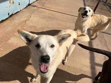 CLEMENS, Hund, Mischlingshund in Italien - Bild 8