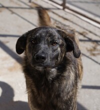 CONTARDO, Hund, Mischlingshund in Italien - Bild 1