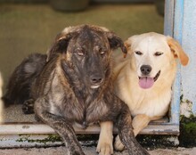 CONTARDO, Hund, Mischlingshund in Italien - Bild 10