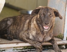 CONTARDO, Hund, Mischlingshund in Italien - Bild 11