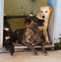 CONTARDO, Hund, Mischlingshund in Italien - Bild 12