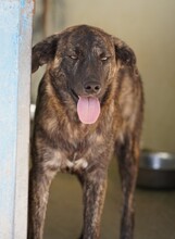 CONTARDO, Hund, Mischlingshund in Italien - Bild 13
