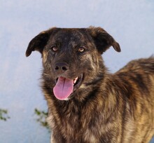 CONTARDO, Hund, Mischlingshund in Italien - Bild 2