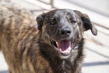 CONTARDO, Hund, Mischlingshund in Italien - Bild 3