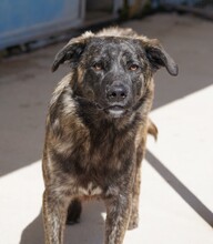 CONTARDO, Hund, Mischlingshund in Italien - Bild 4