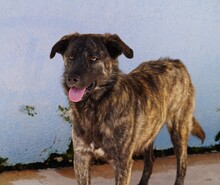 CONTARDO, Hund, Mischlingshund in Italien - Bild 5