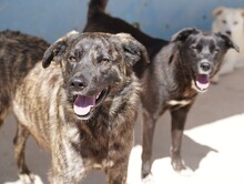 CONTARDO, Hund, Mischlingshund in Italien - Bild 6