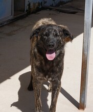 CONTARDO, Hund, Mischlingshund in Italien - Bild 7