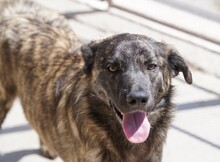 CONTARDO, Hund, Mischlingshund in Italien - Bild 8