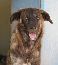 CONTARDO, Hund, Mischlingshund in Italien - Bild 9