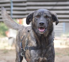 CONTARDO, Hund, Mischlingshund in Grevenbroich