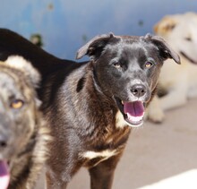 CAROLINA, Hund, Mischlingshund in Italien - Bild 1