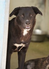 CAROLINA, Hund, Mischlingshund in Italien - Bild 10